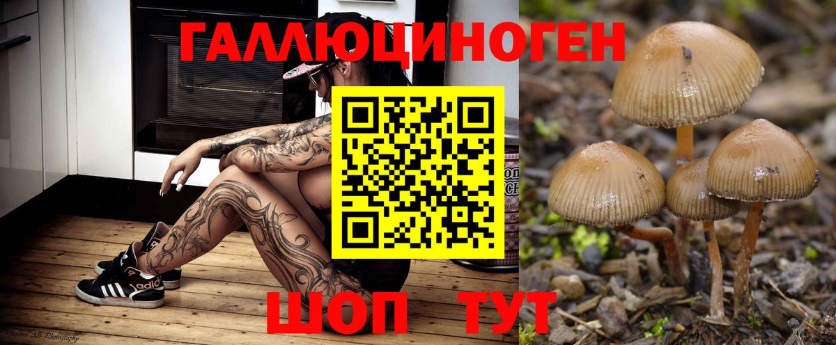 Азов  Галлюциногенные грибы Psilocybine cubensis  Вход с VPN 